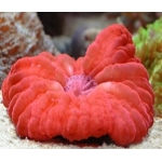 Цинарина красная (Cynarina lacrymalis)